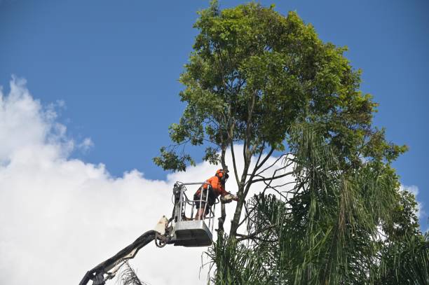 How Our Tree Care Process Works  in  Gretna, FL